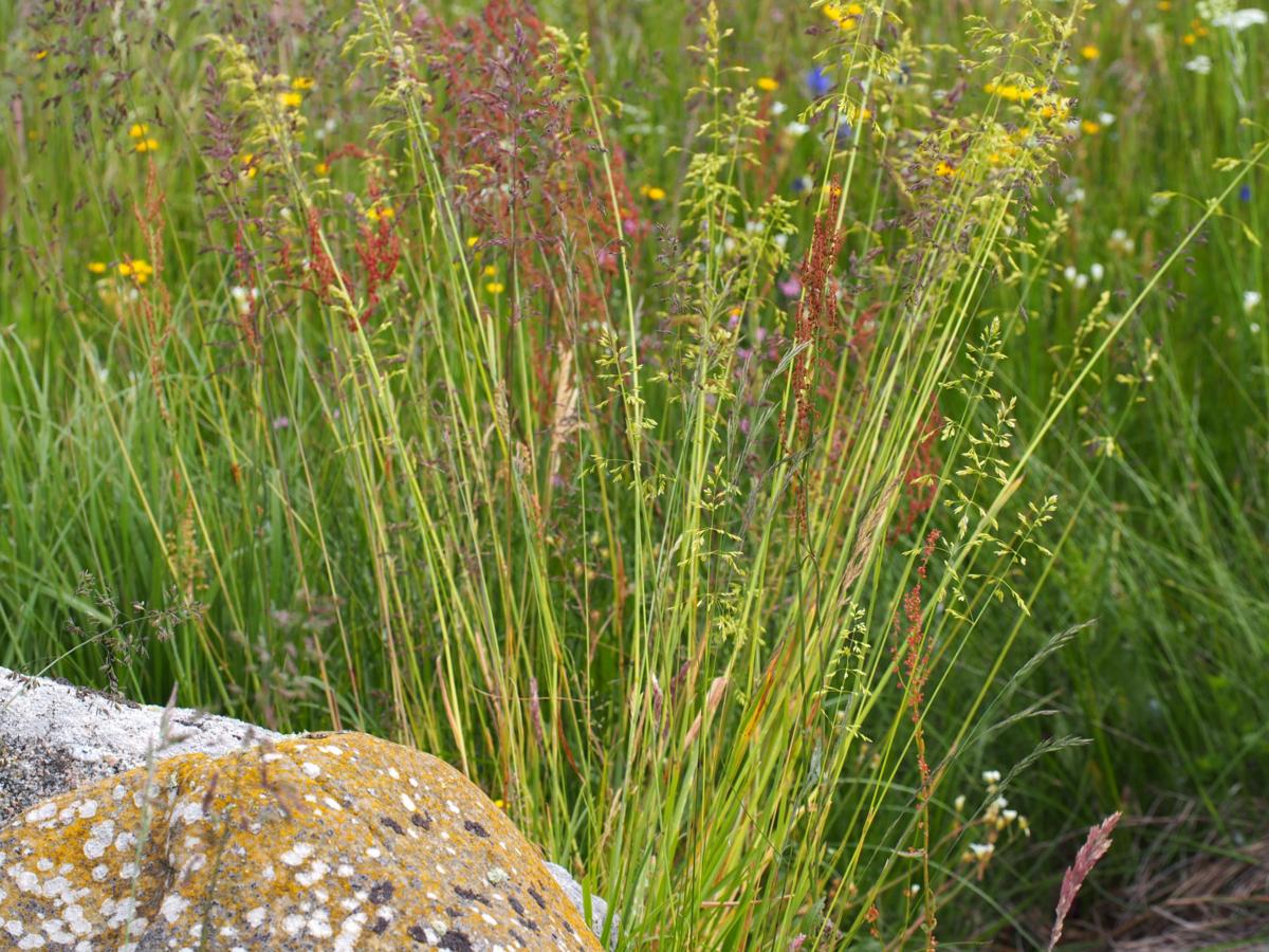 Meadow-grass,  plant